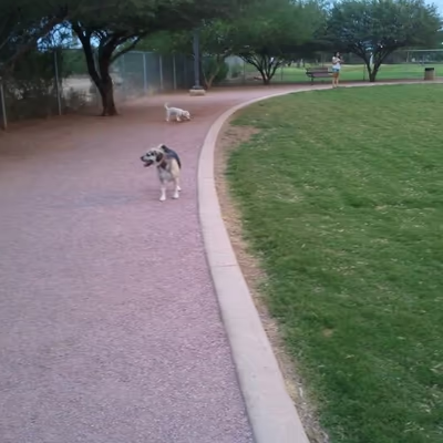 Tempe Sports Complex Dog Park photo 2